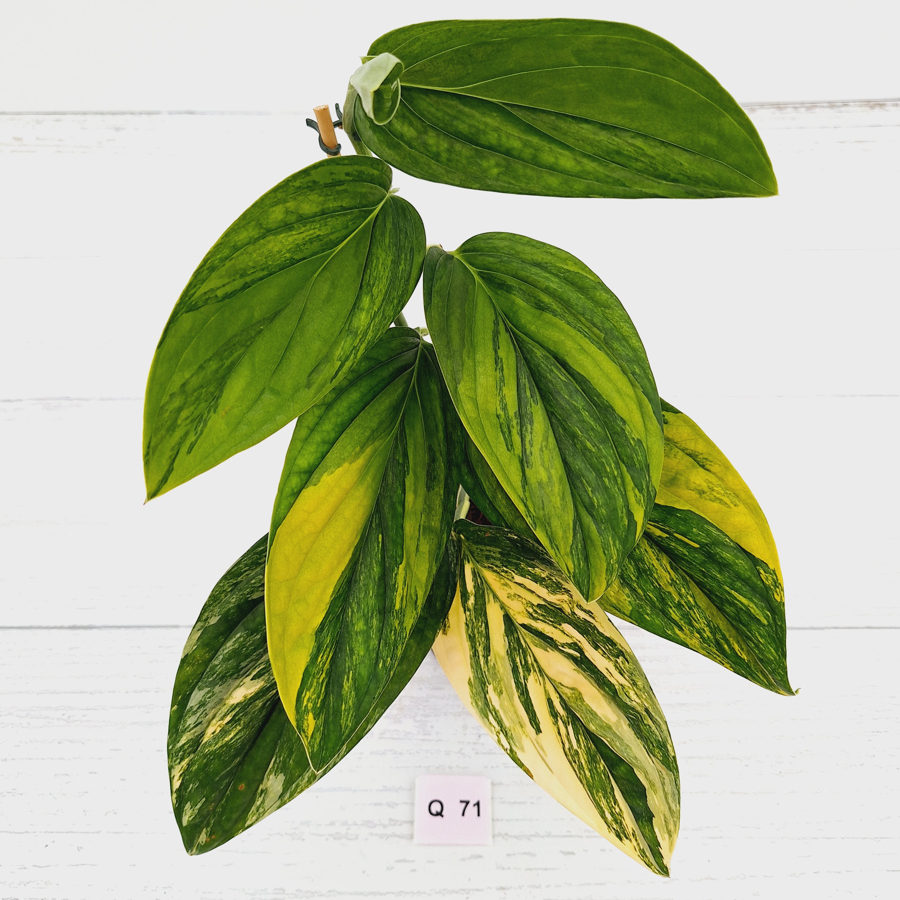 Monstera karstenianum &#39;Peru Variegata&#39;