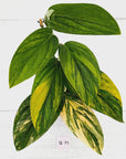 Monstera karstenianum 'Peru Variegata'