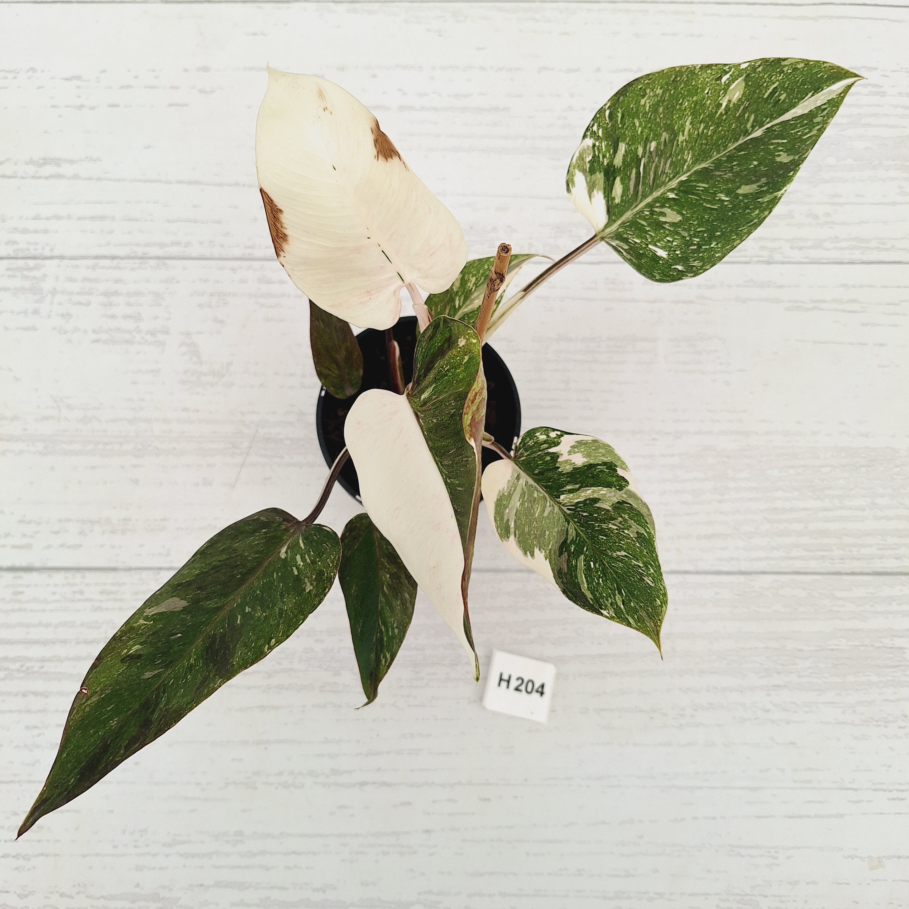 Philodendron 'Pink Princess Galaxy Marble' Sport