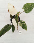 Philodendron 'Pink Princess Galaxy Marble' Sport