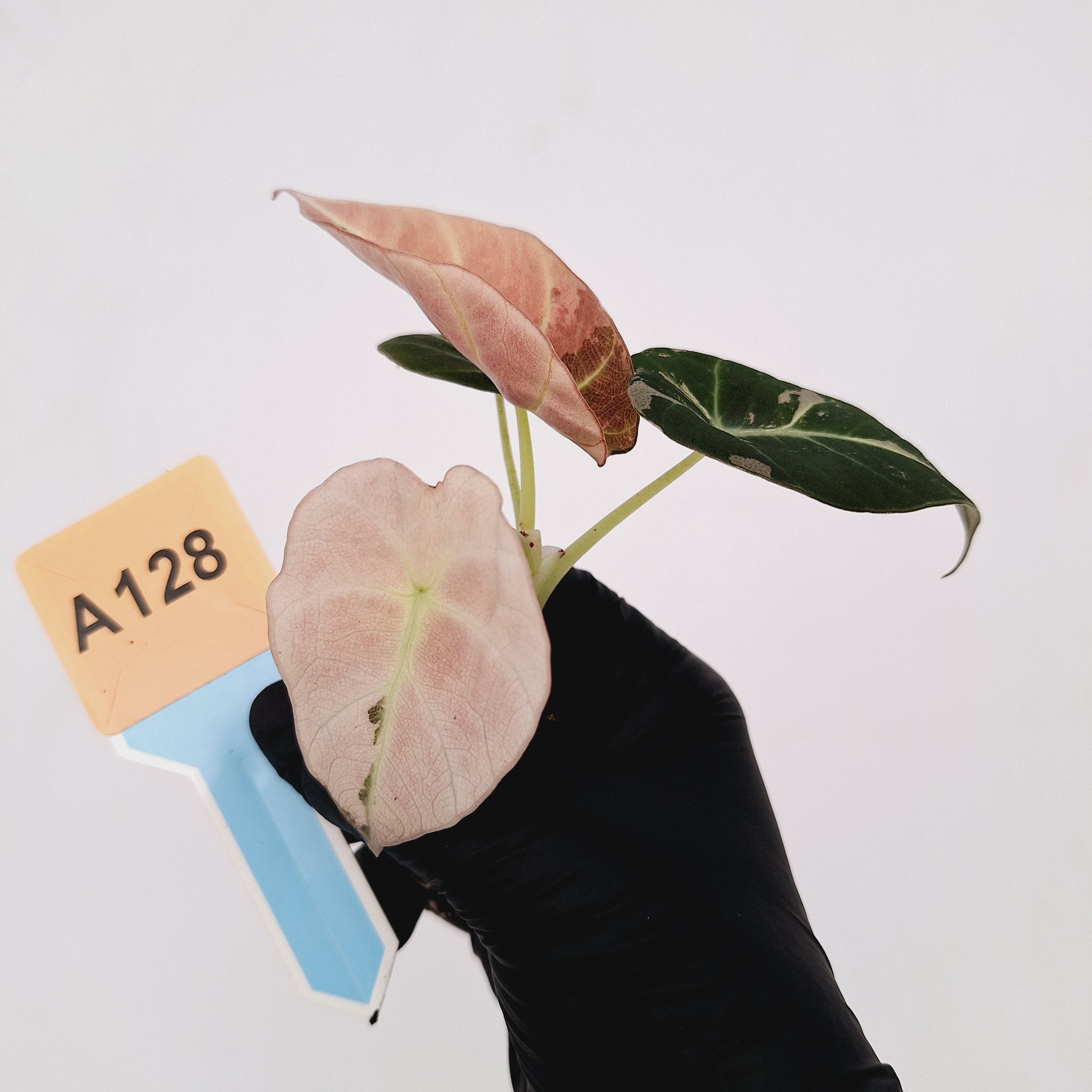 Alocasia reginula &#39;Black Velvet variegata&#39;- Bare Bottom Baby