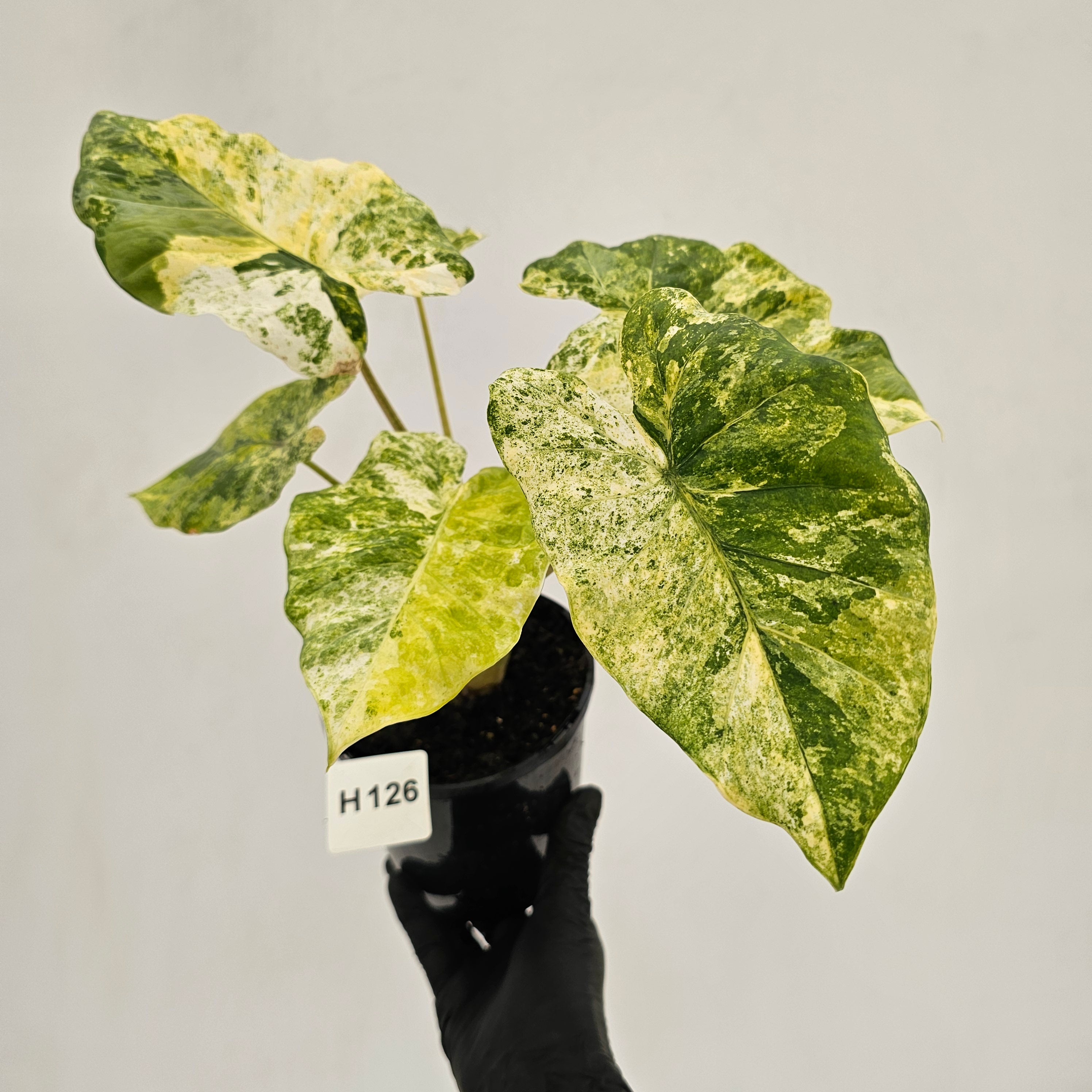 Alocasia odora 'Batik' Variegata Tri Colour