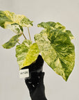 Alocasia odora 'Batik' Variegata Tri Colour