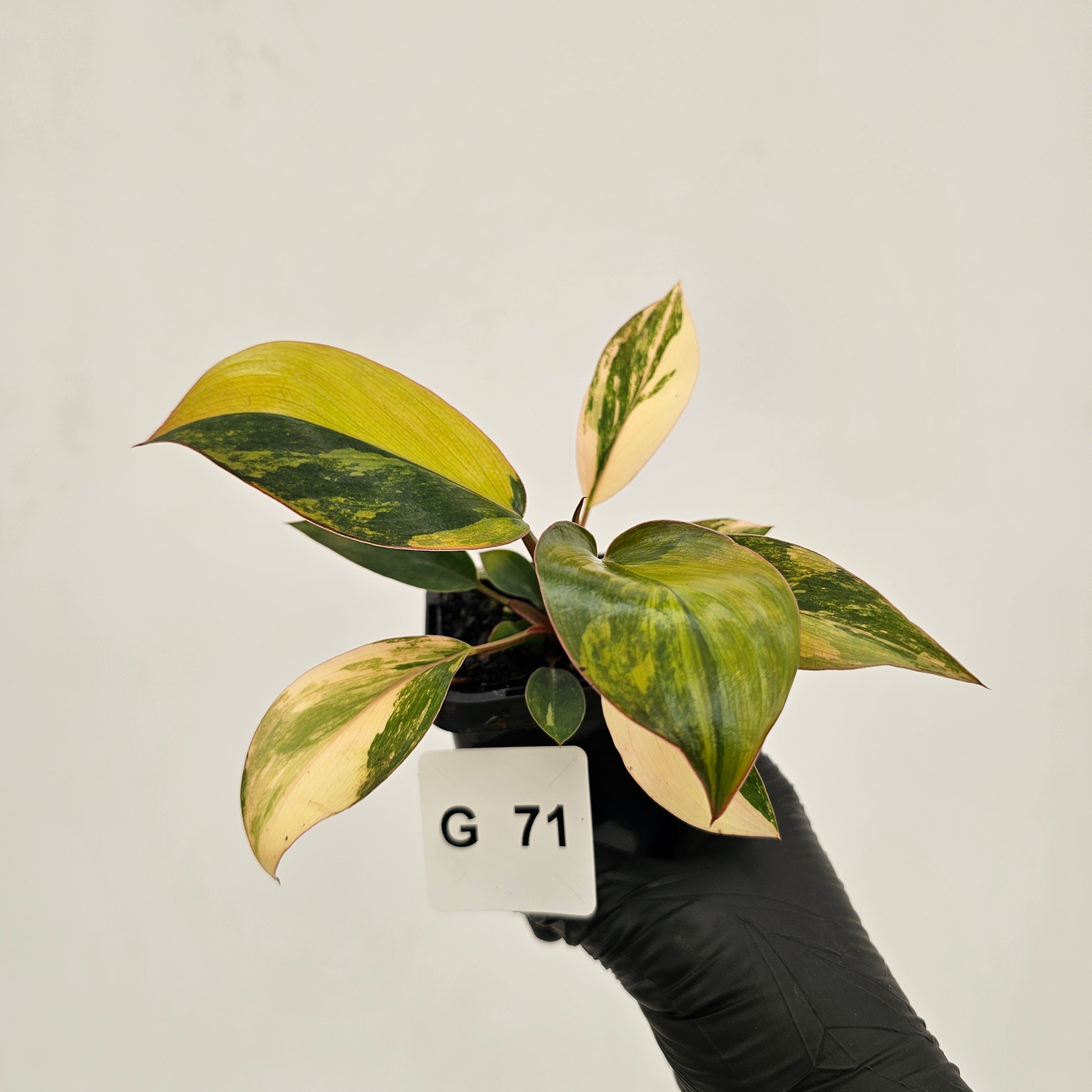 philodendron red congo variegated price Philodendron 'Rojo Congo Variegated'