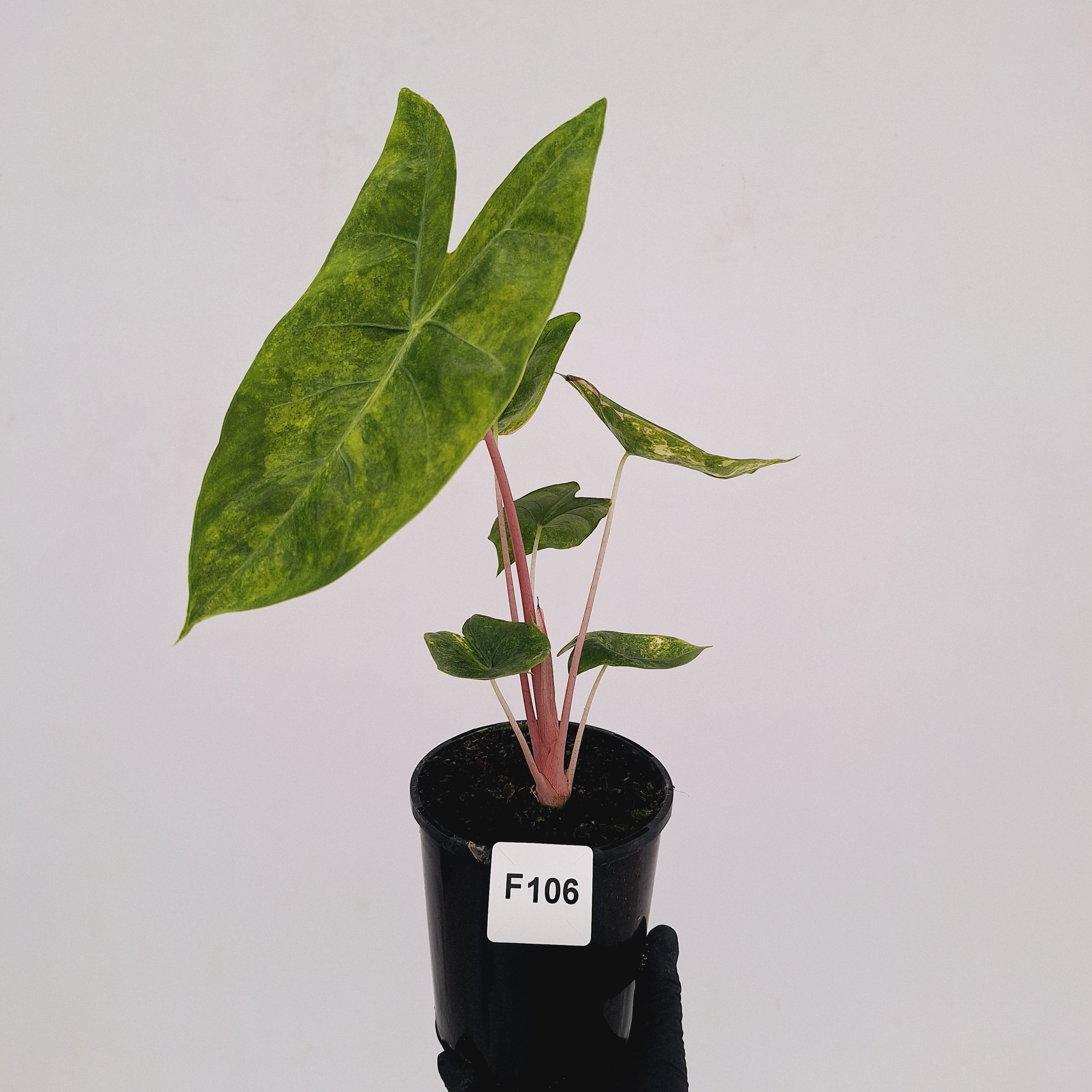 Alocasia 'Morocco' Variegated - SALE