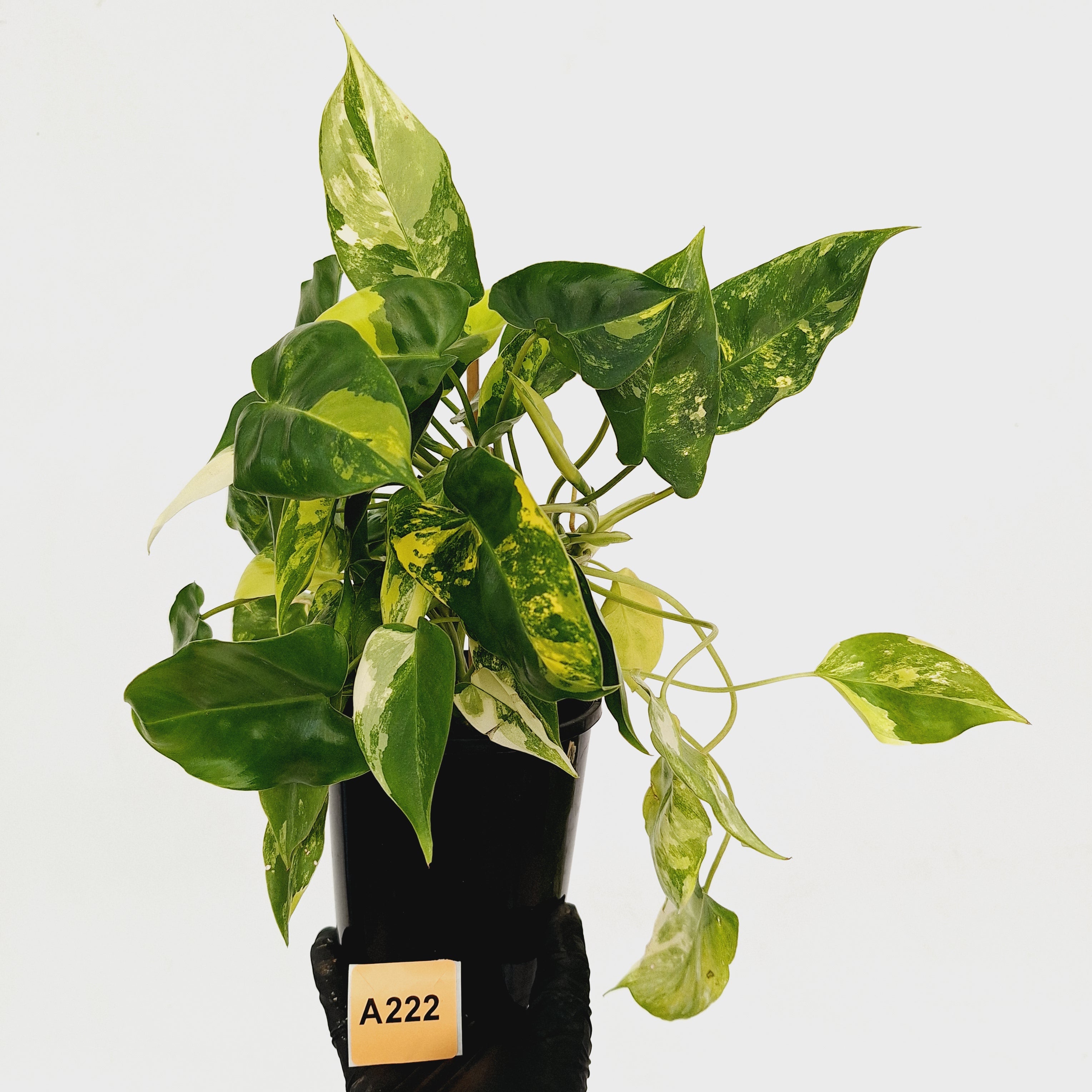 Philodendron Burle Marx variegata