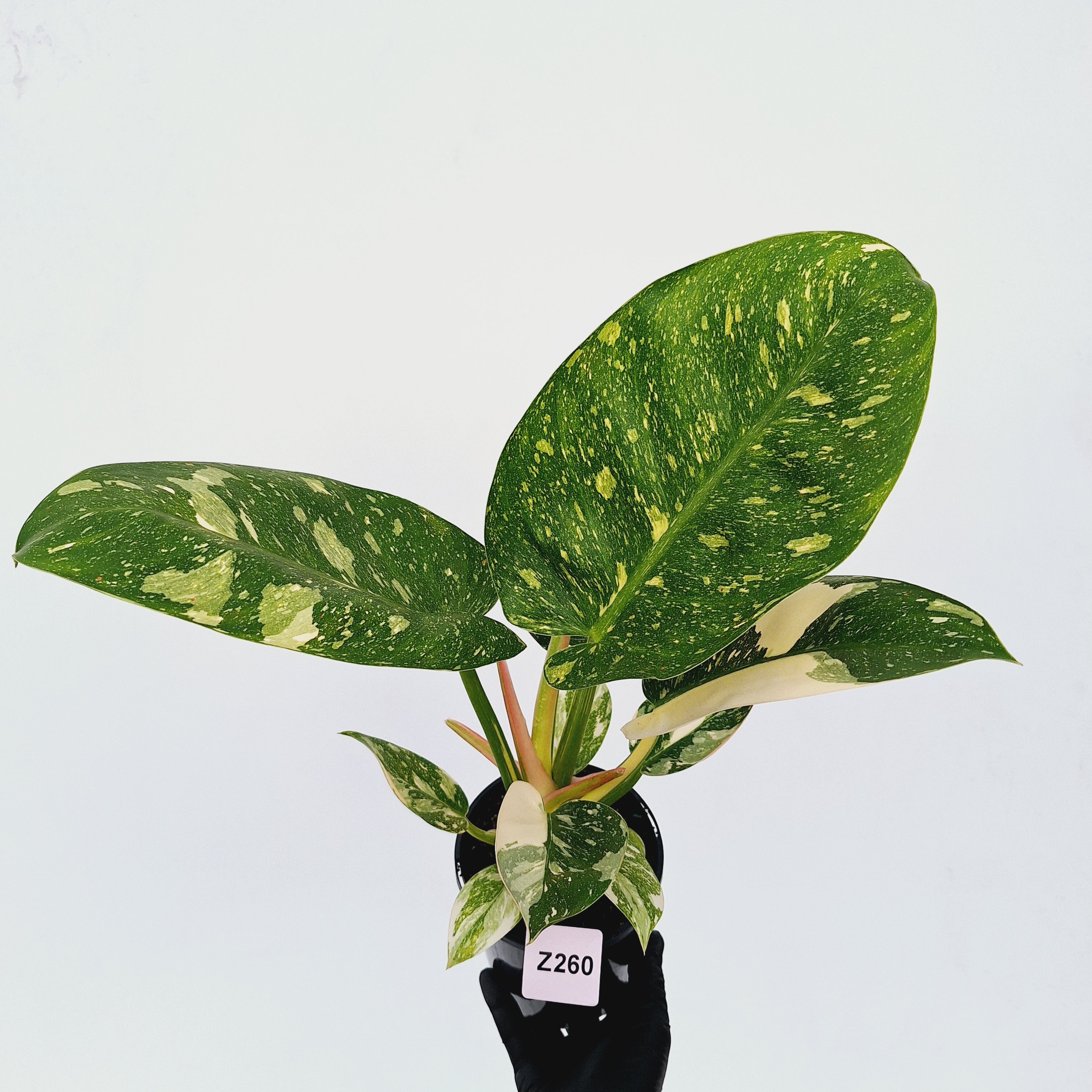 Philodendron Green Congo Variegata (Nuclear)