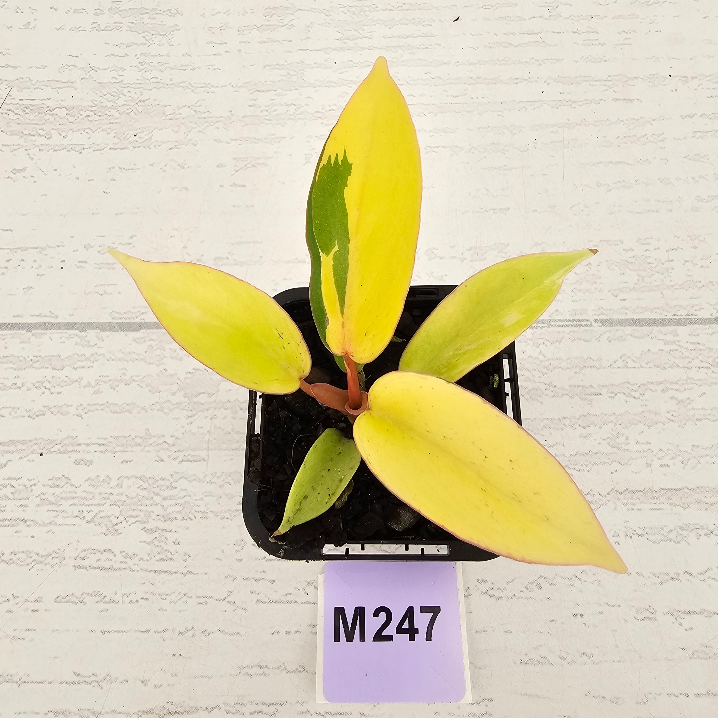 Philodendron pinnatifidum 'Jungle Fever Egg Yolk"