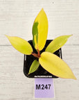 Philodendron pinnatifidum 'Jungle Fever Egg Yolk"