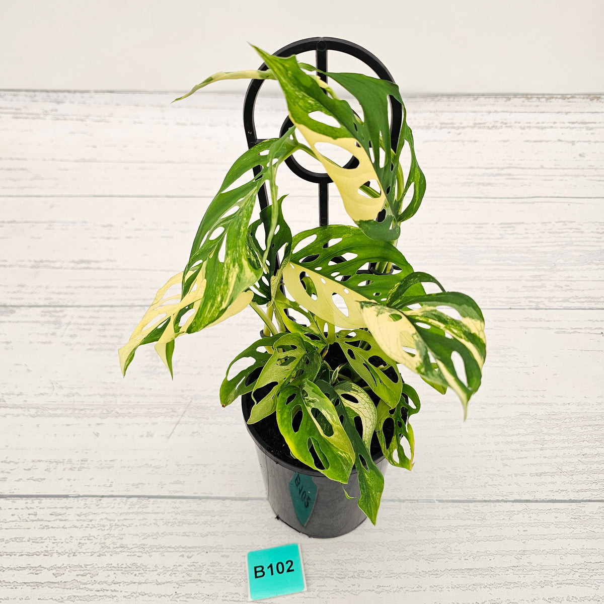 Monstera adansonii Variegata