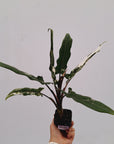 Alocasia lauterbachiana  Variegata
