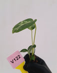 Monstera Deliciosa 'Bulbasaur - Bare Bottom Baby