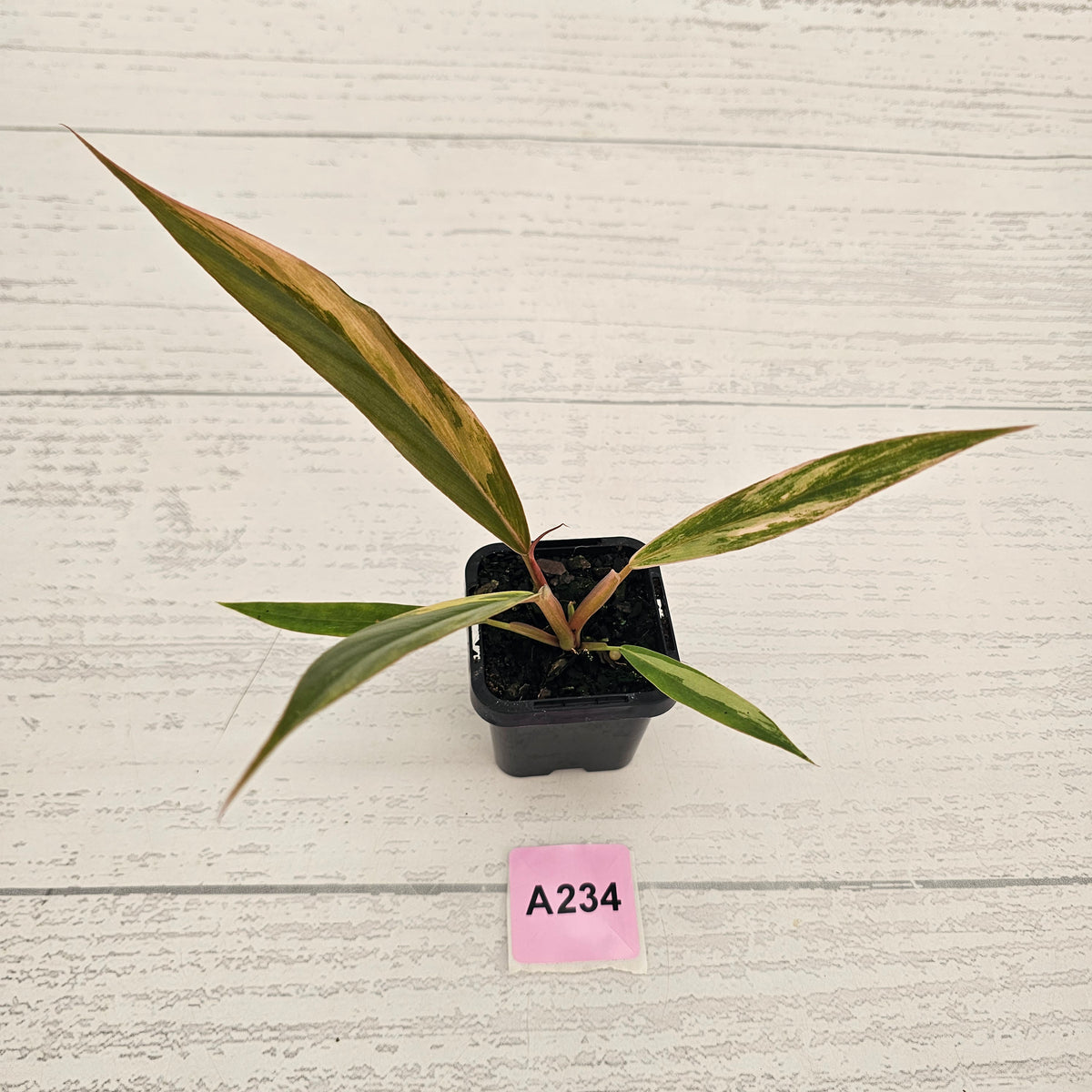 Philodendron serratum 'Caramel Marble' -flash sale