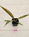 Philodendron serratum 'Caramel Marble' -flash sale