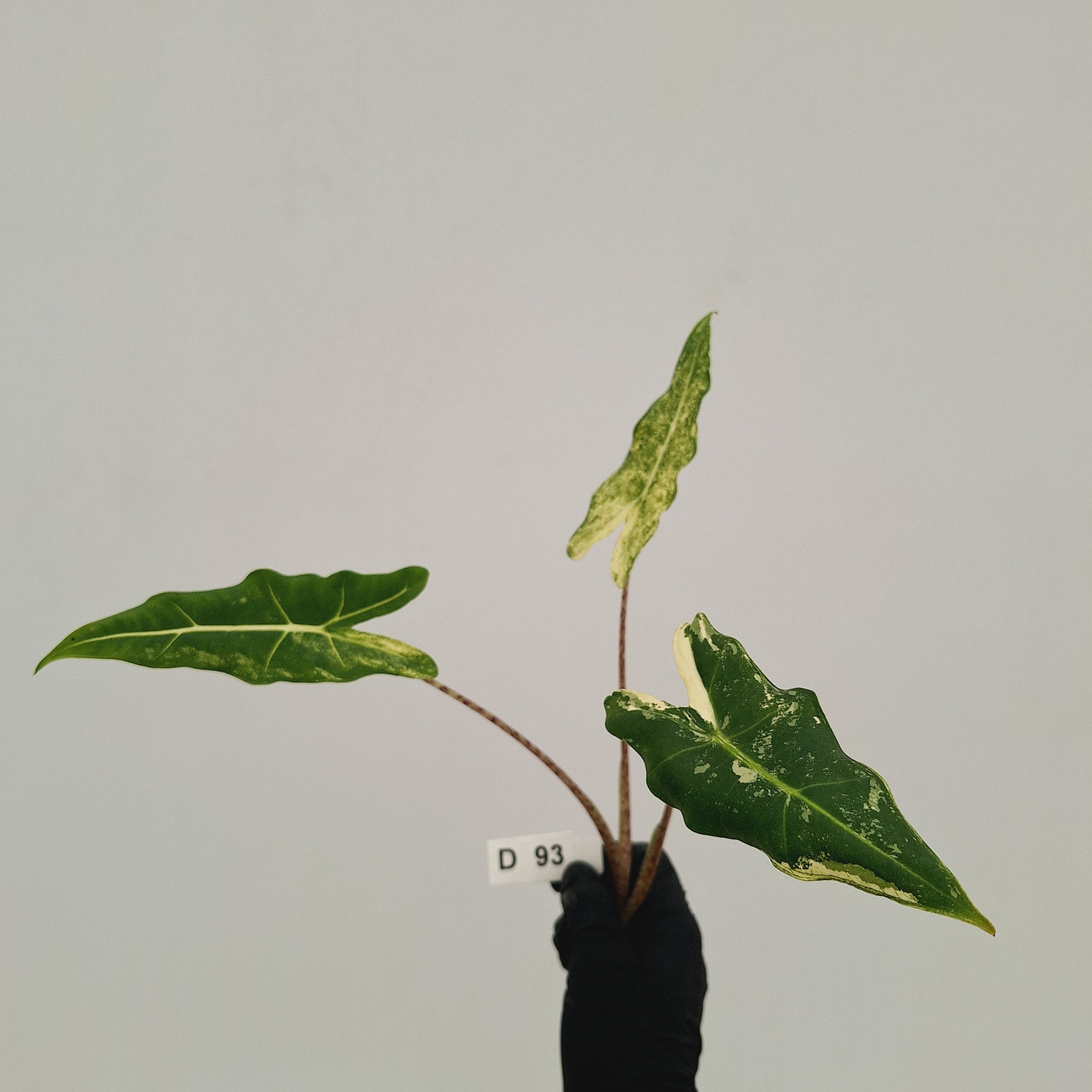 Alocasia sarian variegata -Bare Bottom Baby