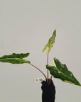 Alocasia sarian variegata -Bare Bottom Baby