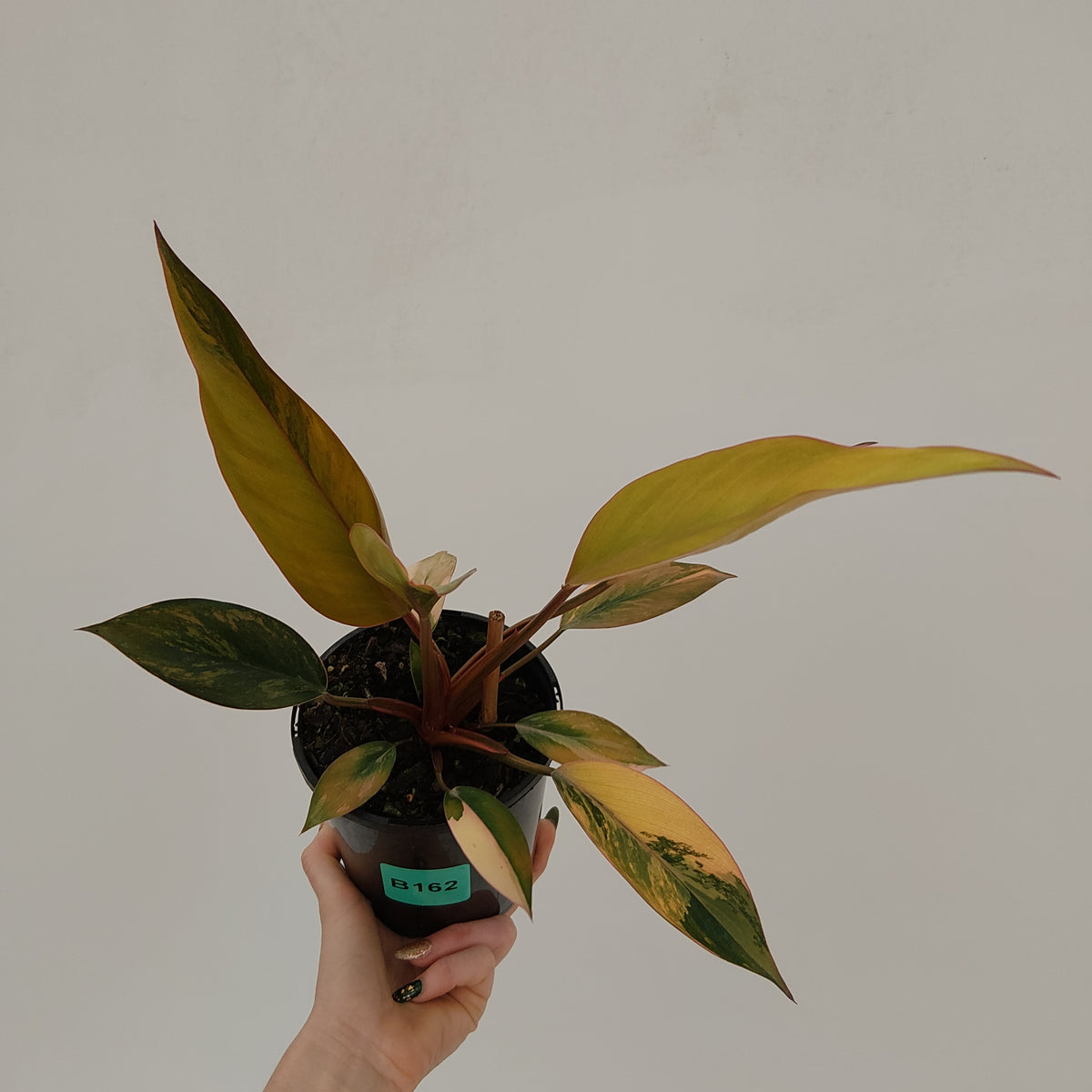 Philodendron 'Rojo Congo Variegated' 125mm - SALE