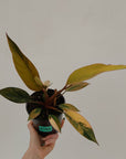Philodendron 'Rojo Congo Variegated' 125mm - SALE