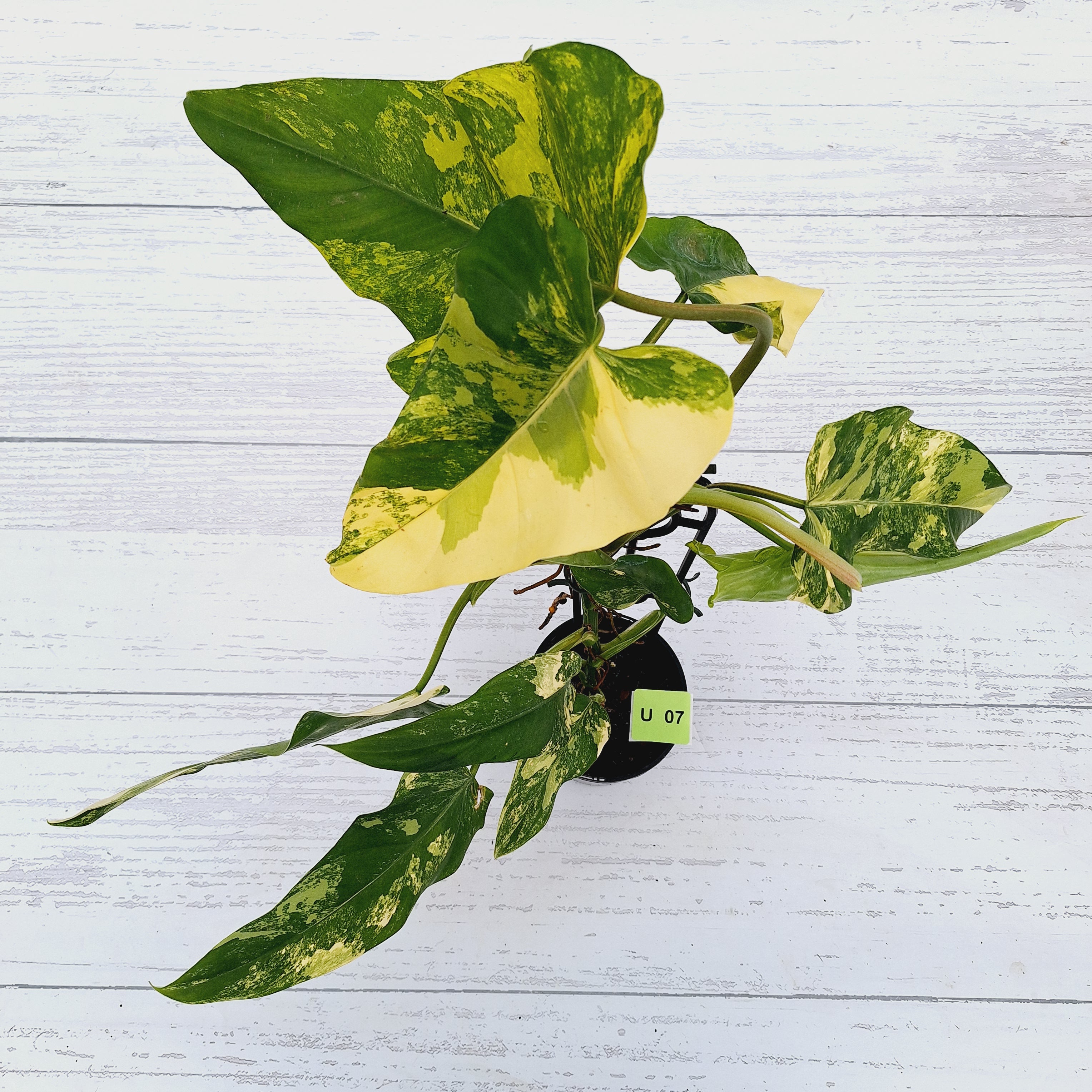 Philodendron domesticum variegata