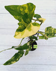 Philodendron domesticum variegata