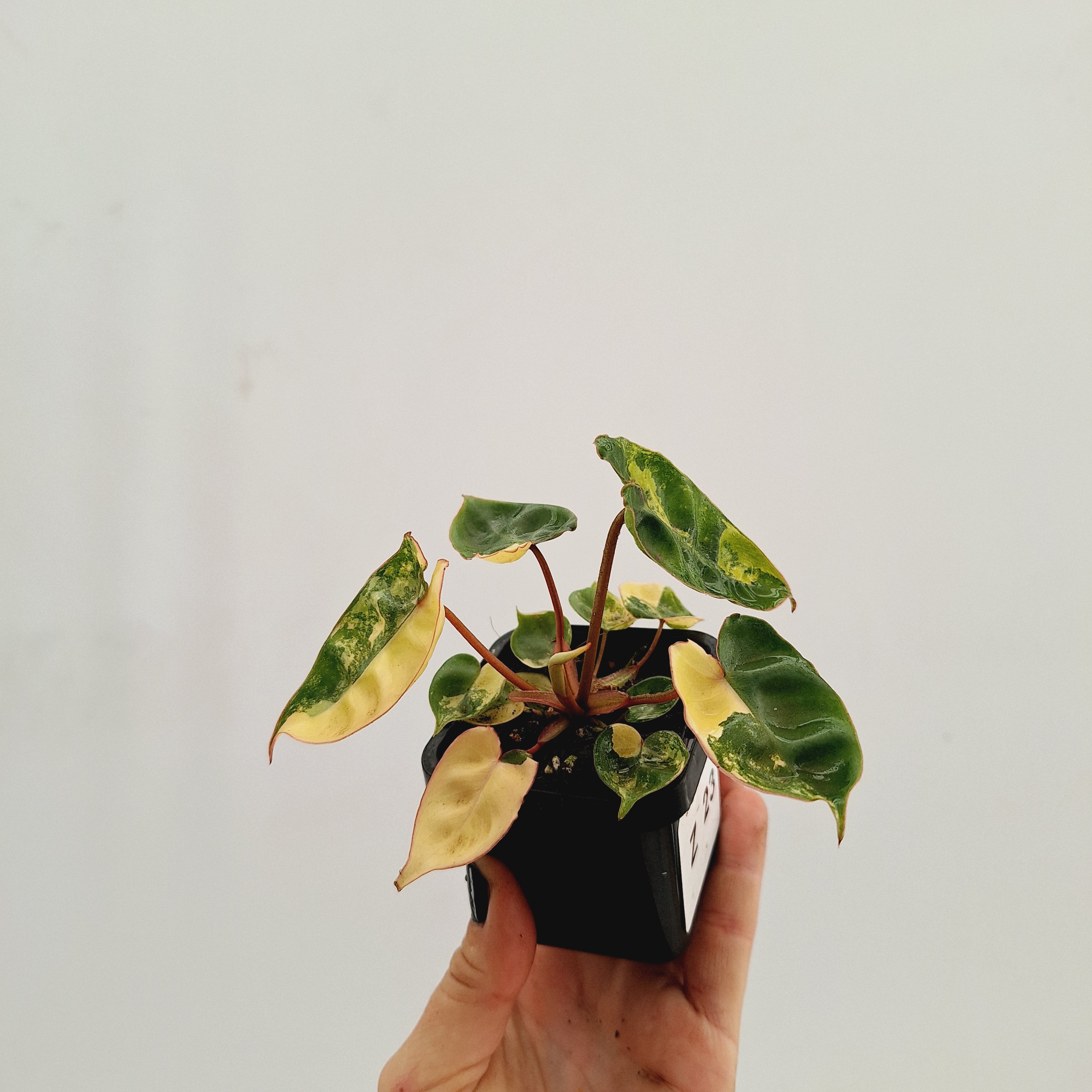 Philodendron billietiae Variegata