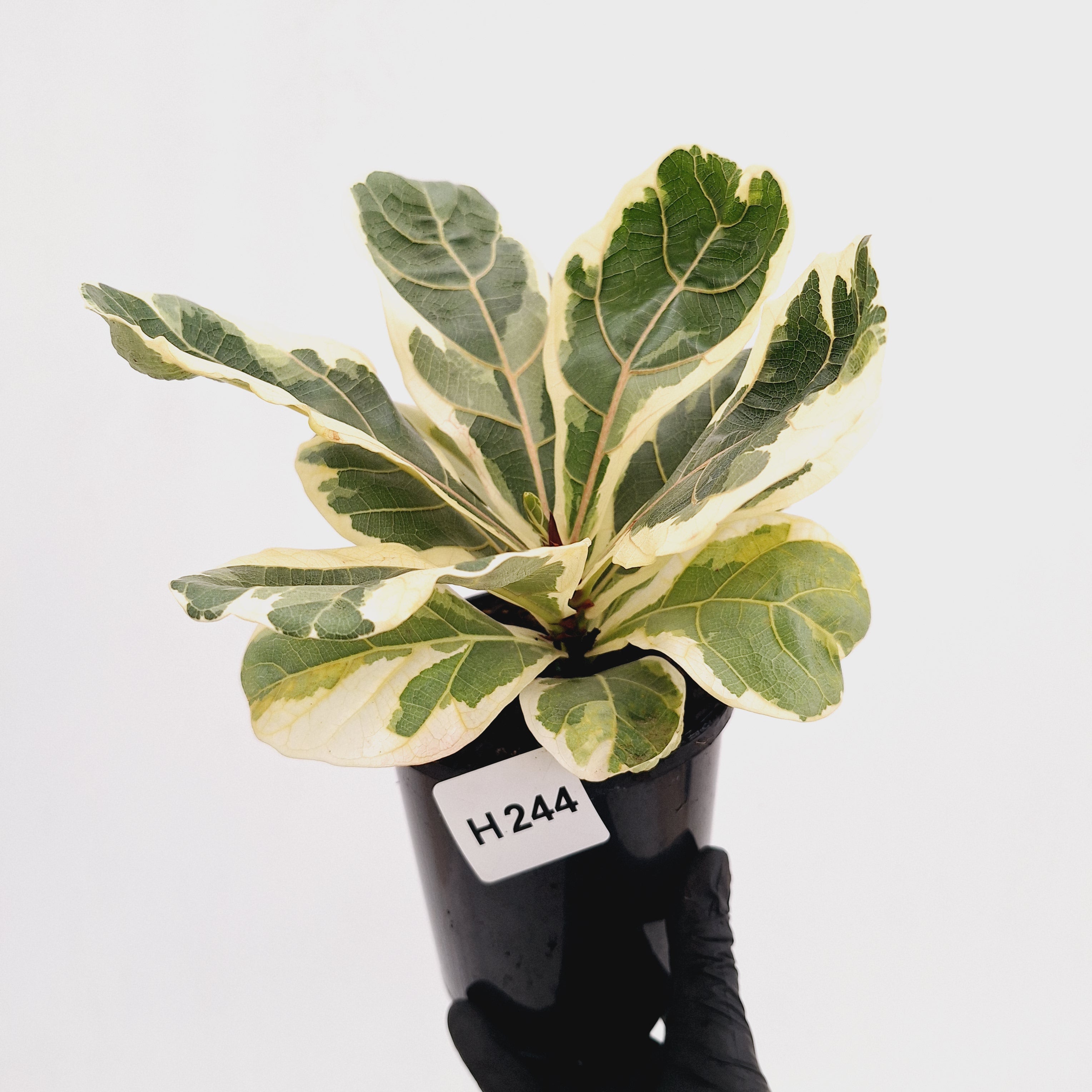 Ficus lyrata Variegata