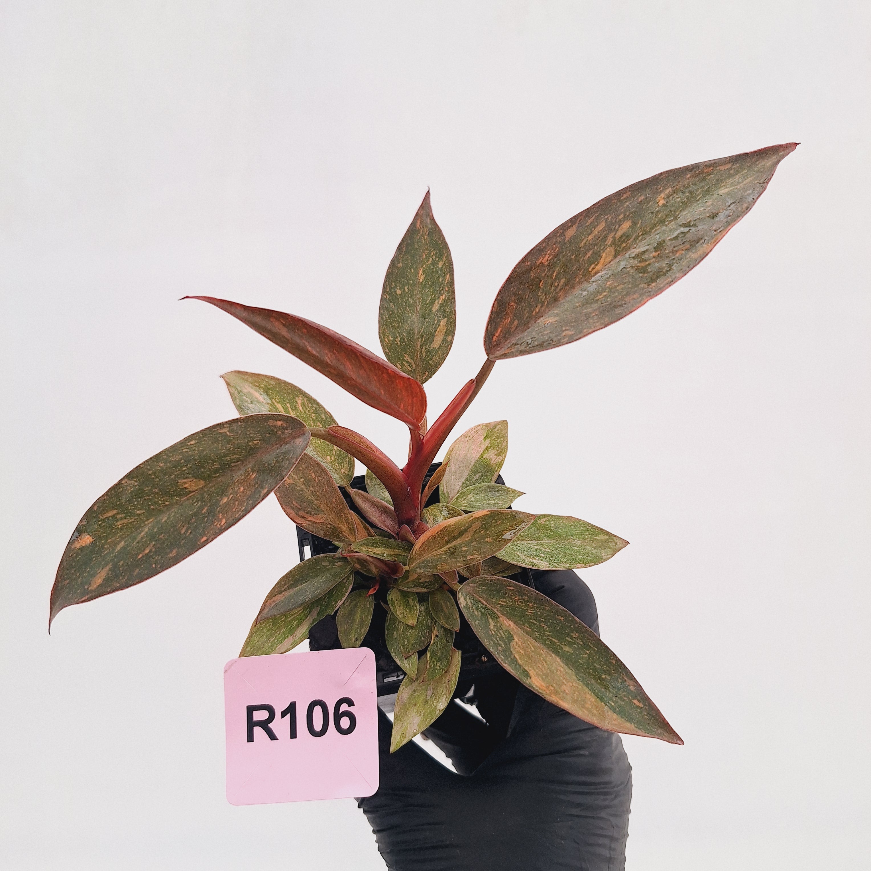 Philodendron 'Orange Princess' 70mm