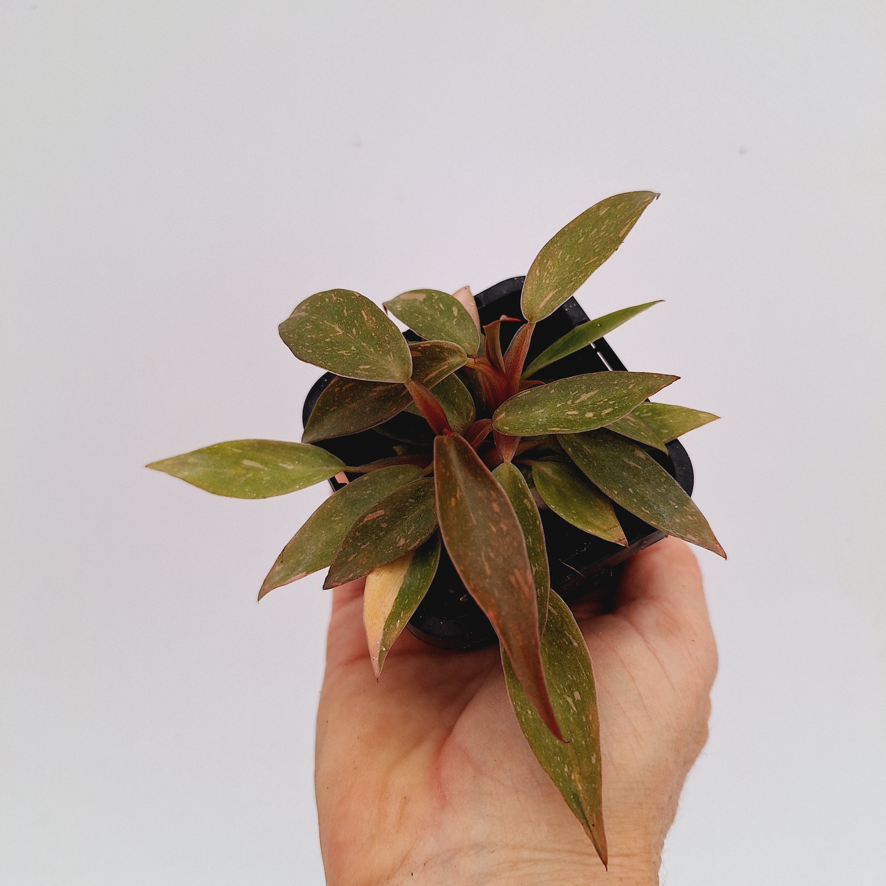 Philodendron &#39;Orange Princess&#39;