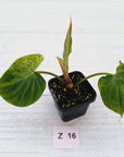 Philodendron verrucosum Variegata