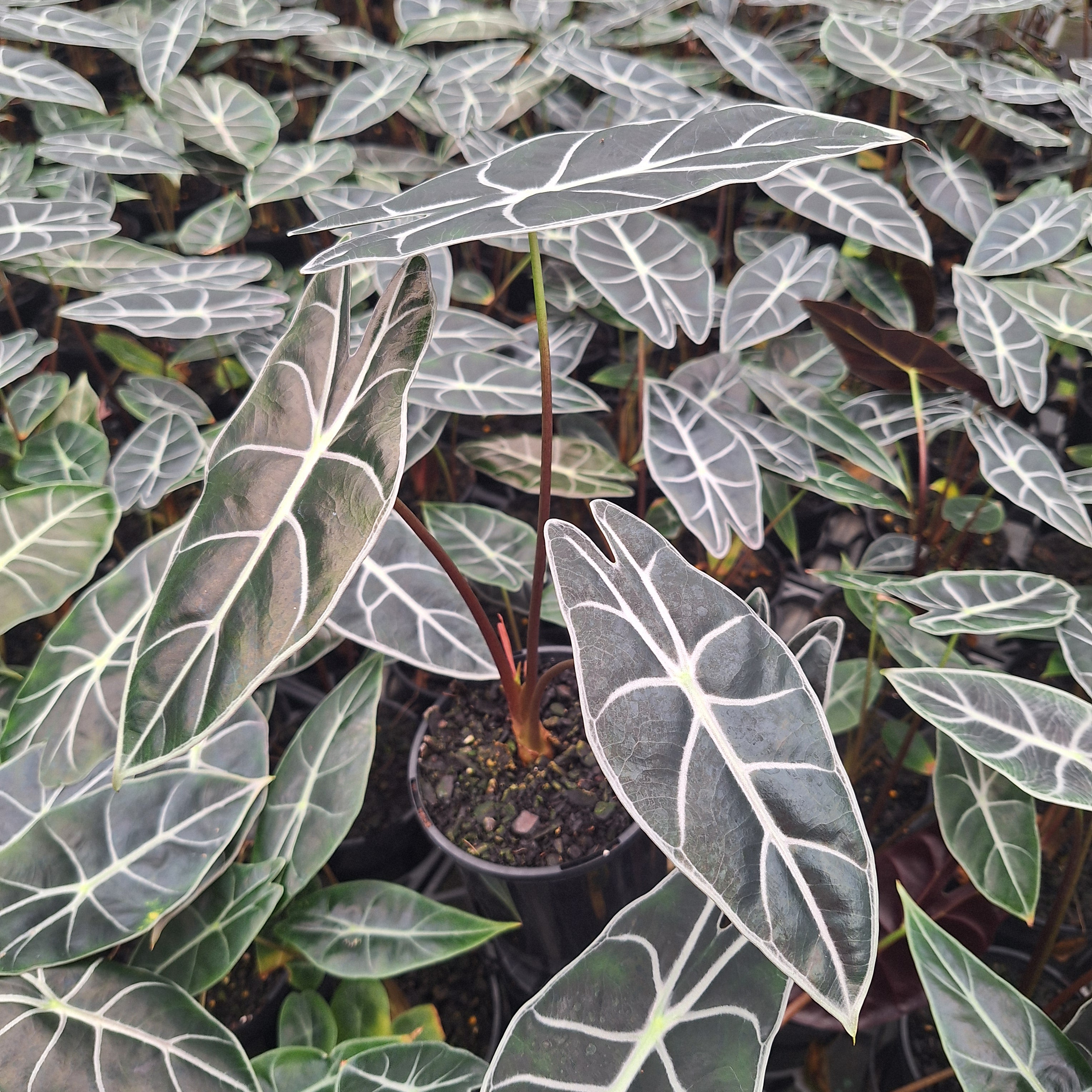 Alocasia  no ID