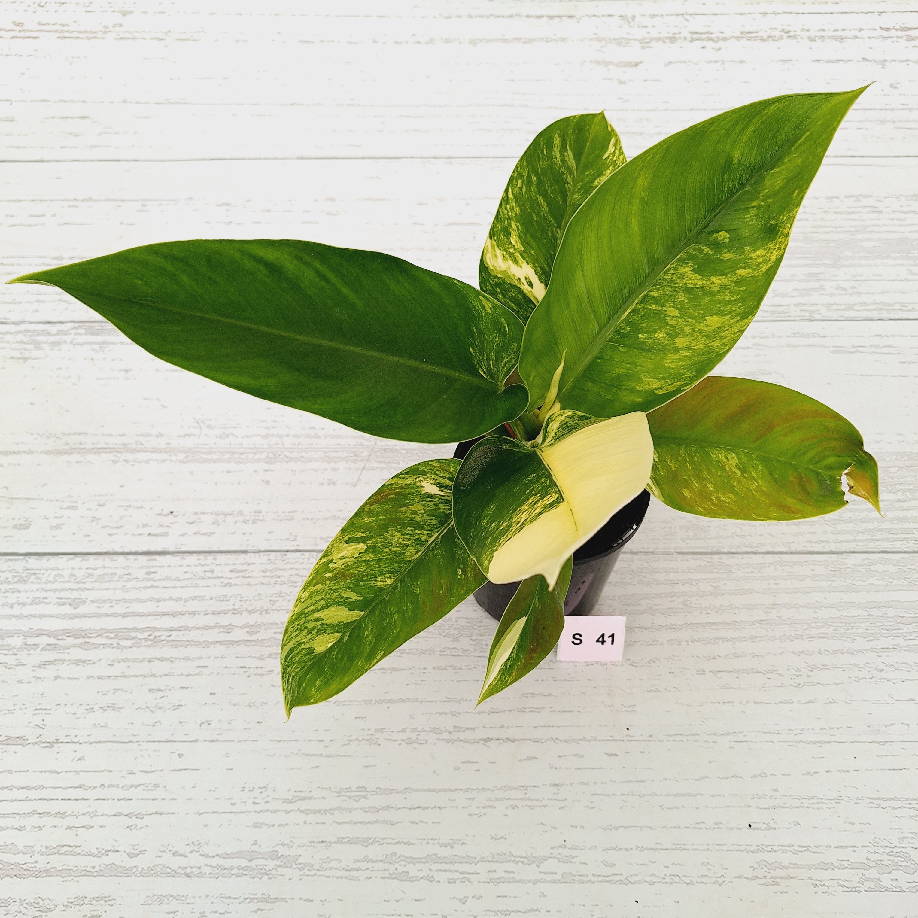 Philodendron imperial green variegata