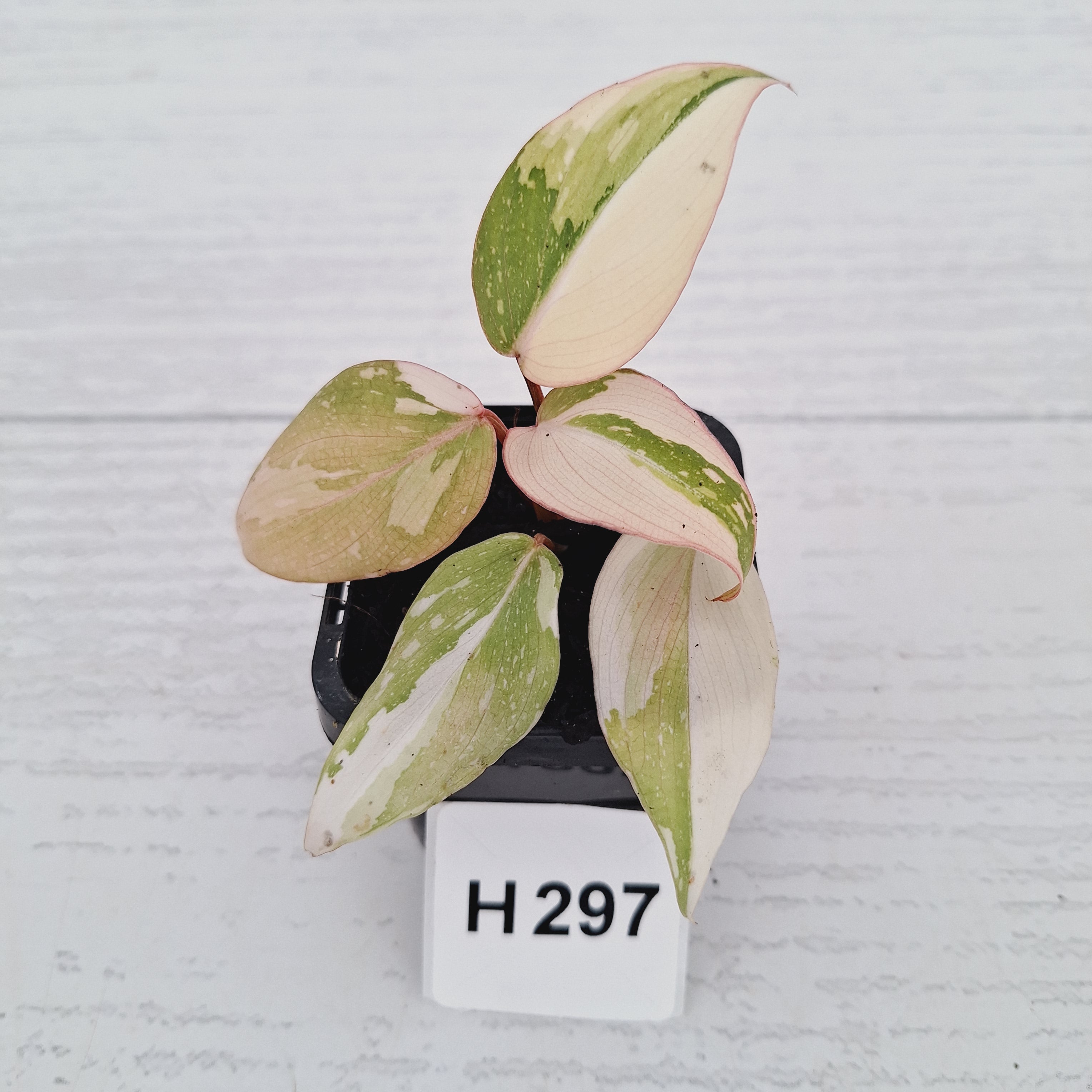 Philodendron gloriosum white vien variegata - SALE