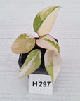 Philodendron gloriosum white vien variegata - SALE