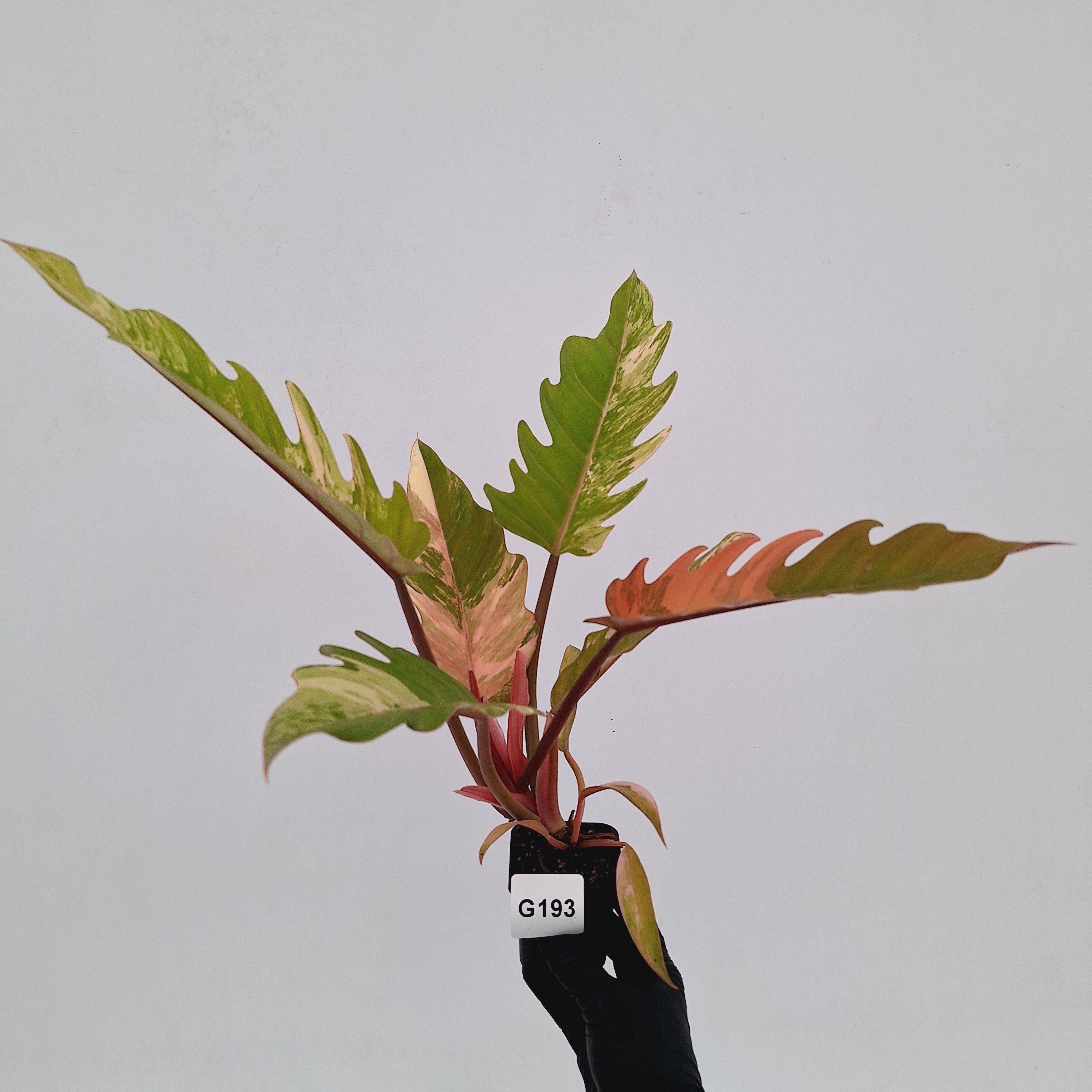 Philodendron serratum Caramel Marble