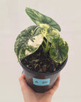 Alocasia Dragon Scale Variegata