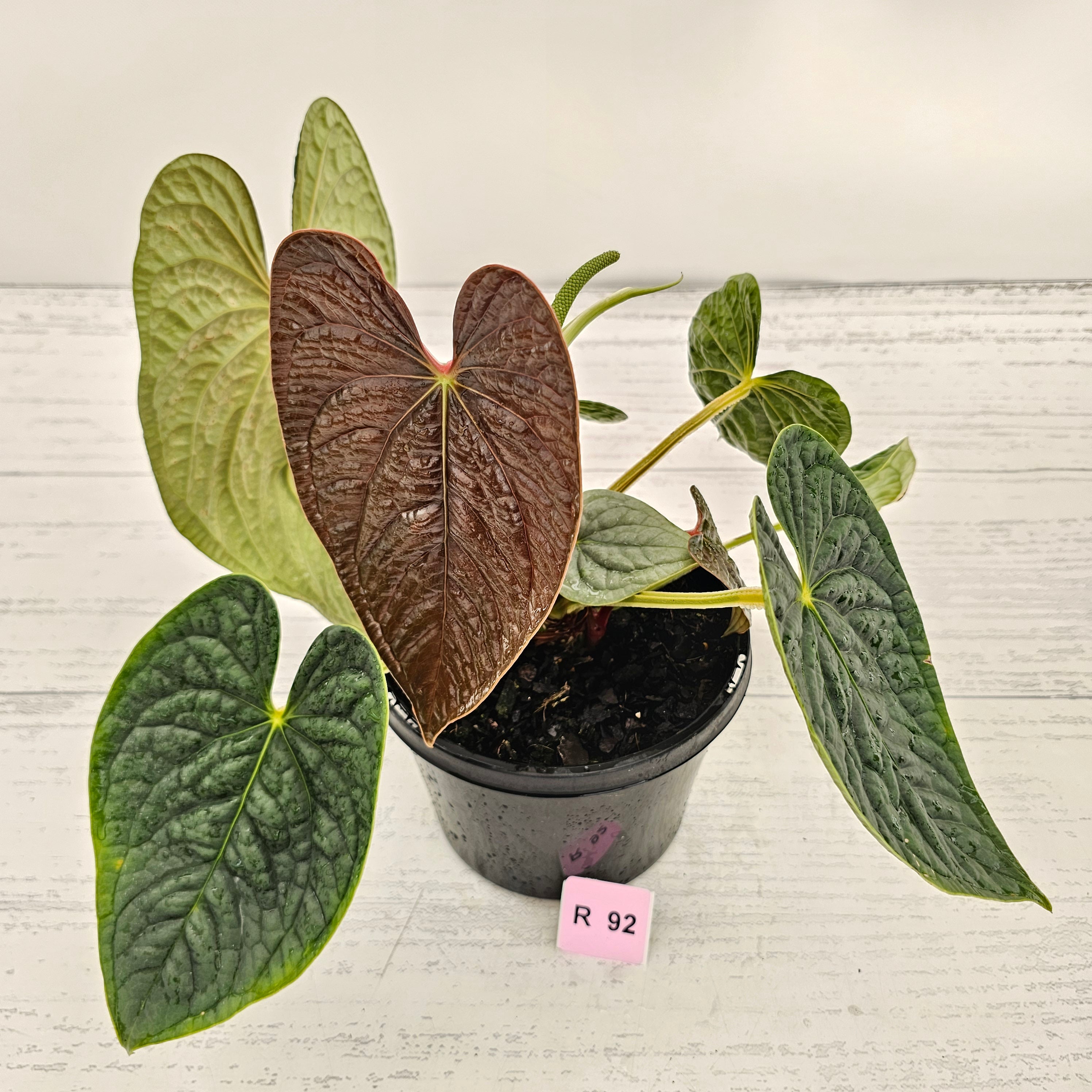 Anthurium Luxurians