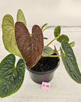 Anthurium Luxurians