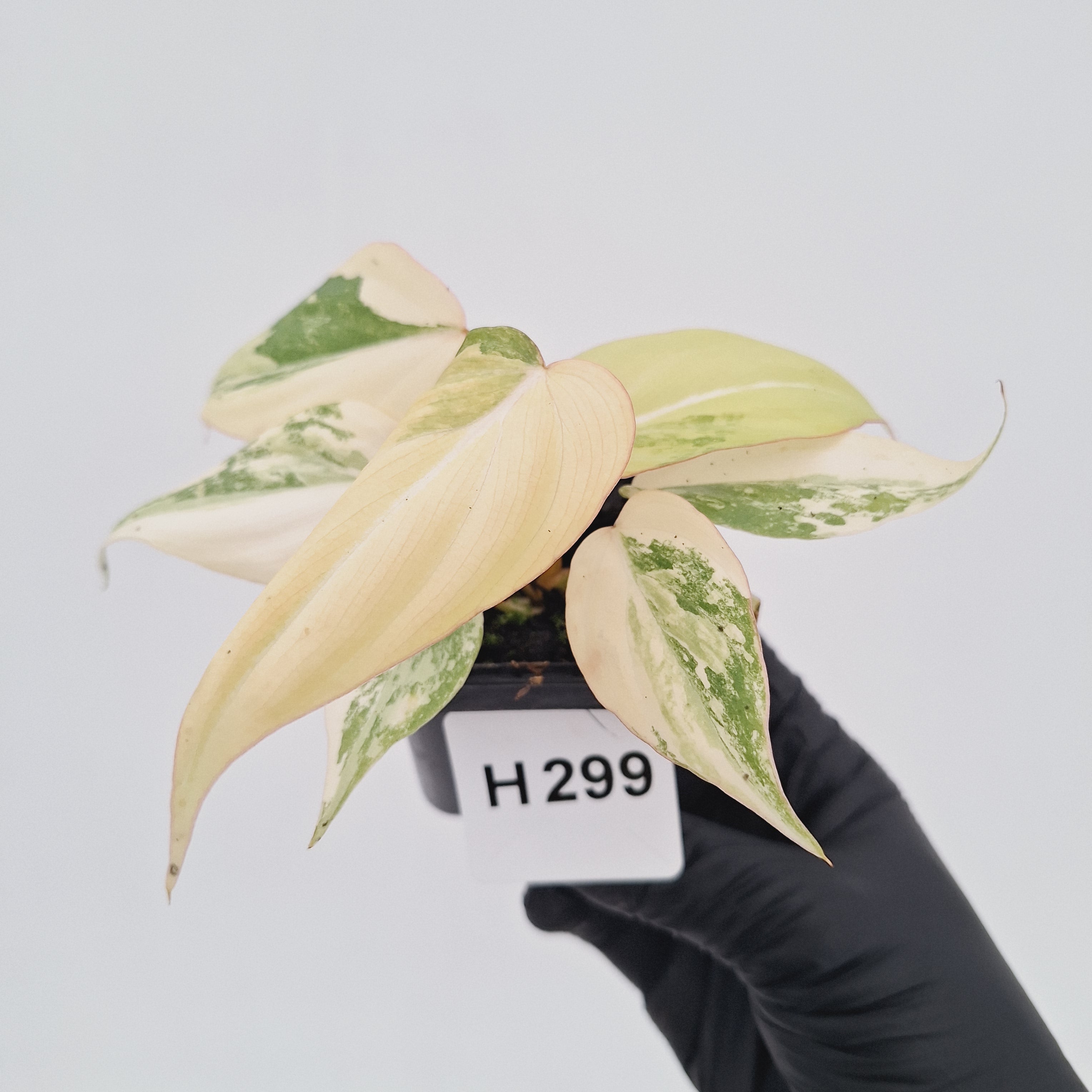 Philodendron gloriosum white vien variegata - SALE