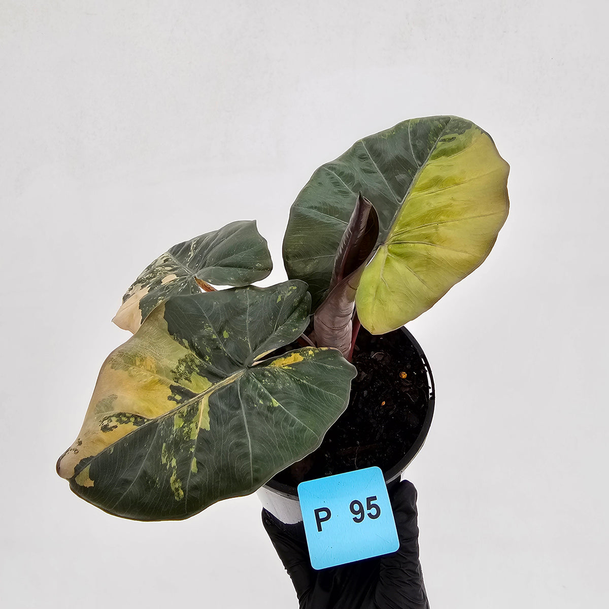 Alocasia macrorrhizos 'plumbea Variegata'