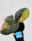 Alocasia macrorrhizos 'plumbea Variegata'