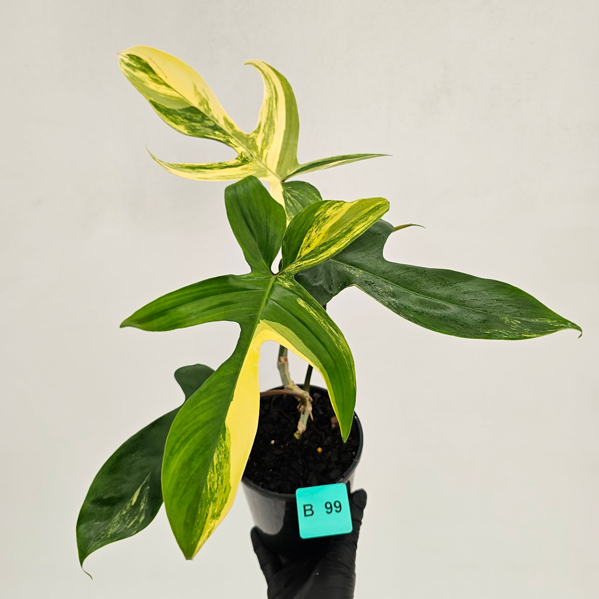 Philodendron pedatum 'Florida Beauty'
