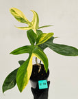 Philodendron pedatum 'Florida Beauty'