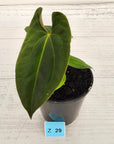 Anthurium 'Black Magic'