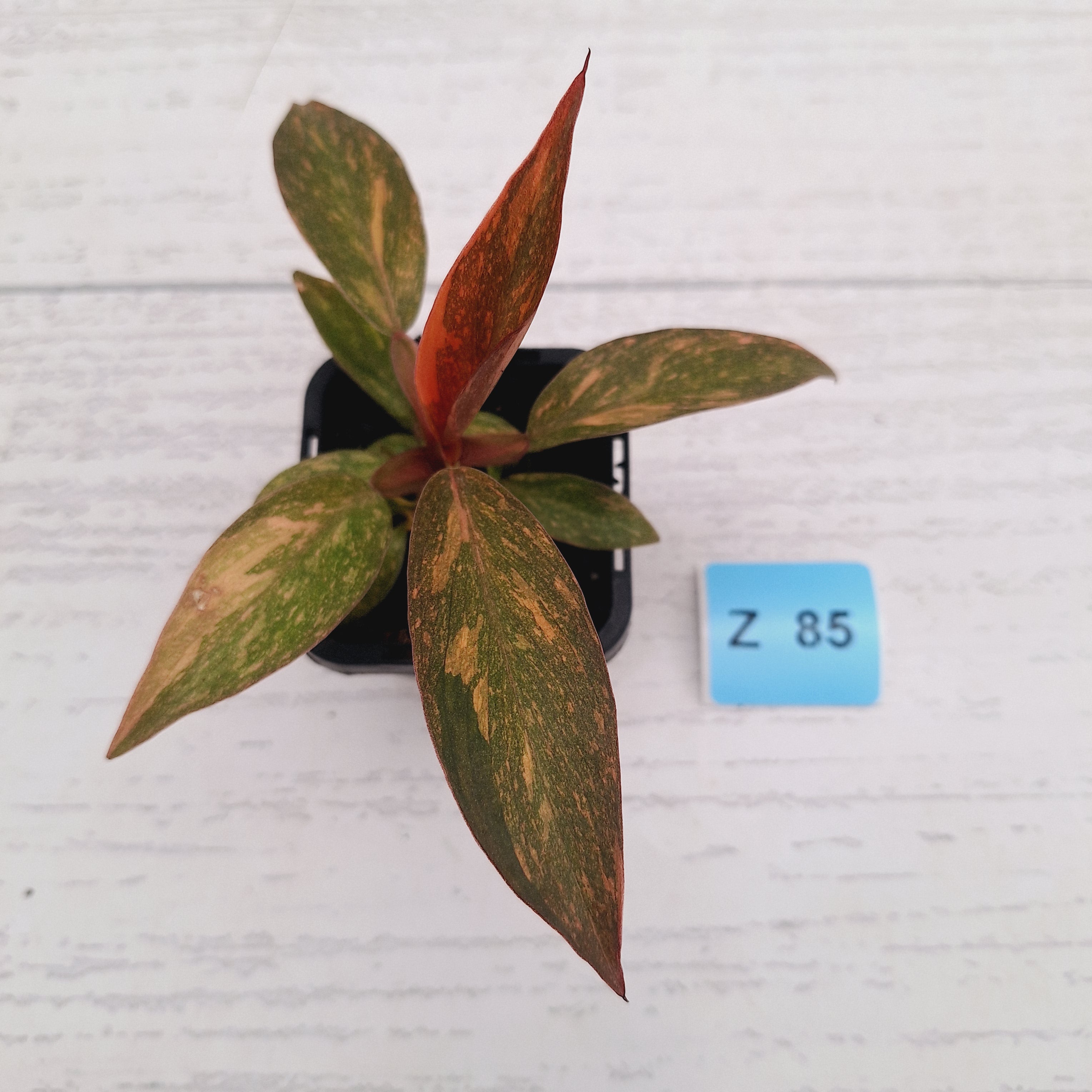 Philodendron 'Orange Princess'