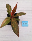 Philodendron 'Orange Princess'