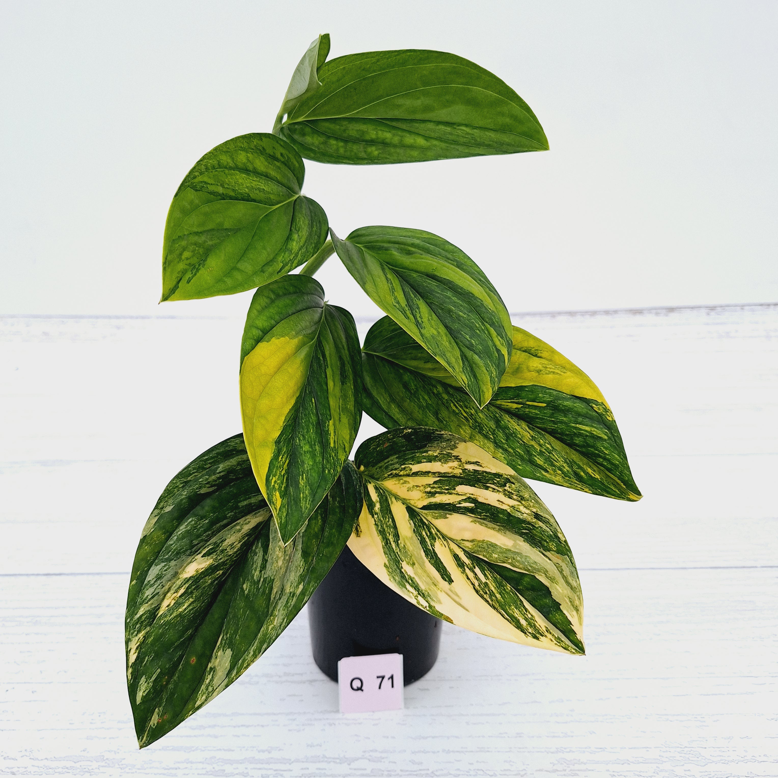 Monstera karstenianum &#39;Peru Variegata&#39;