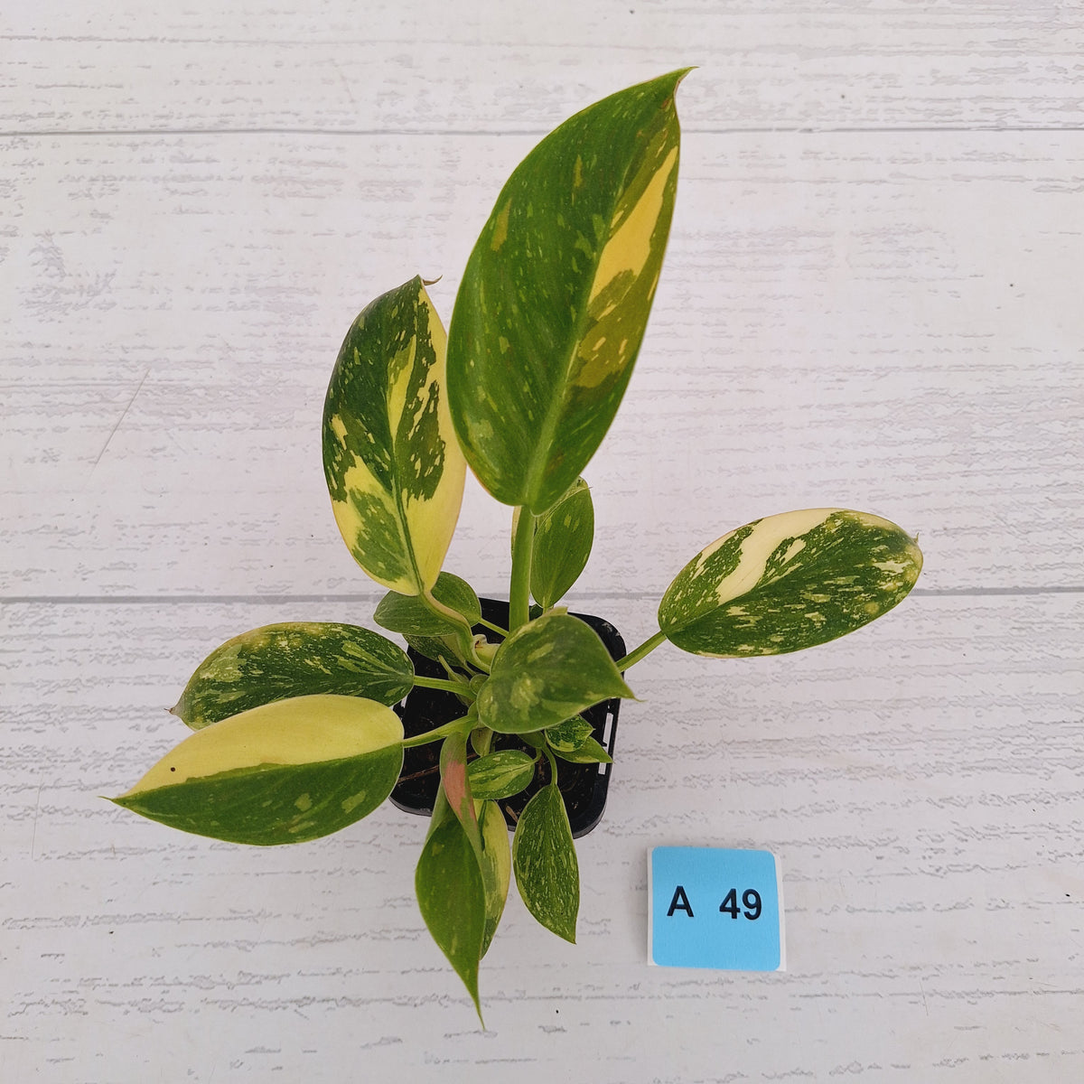 Philodendron Green Congo Variegata (Nuclear)