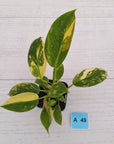 Philodendron Green Congo Variegata (Nuclear)