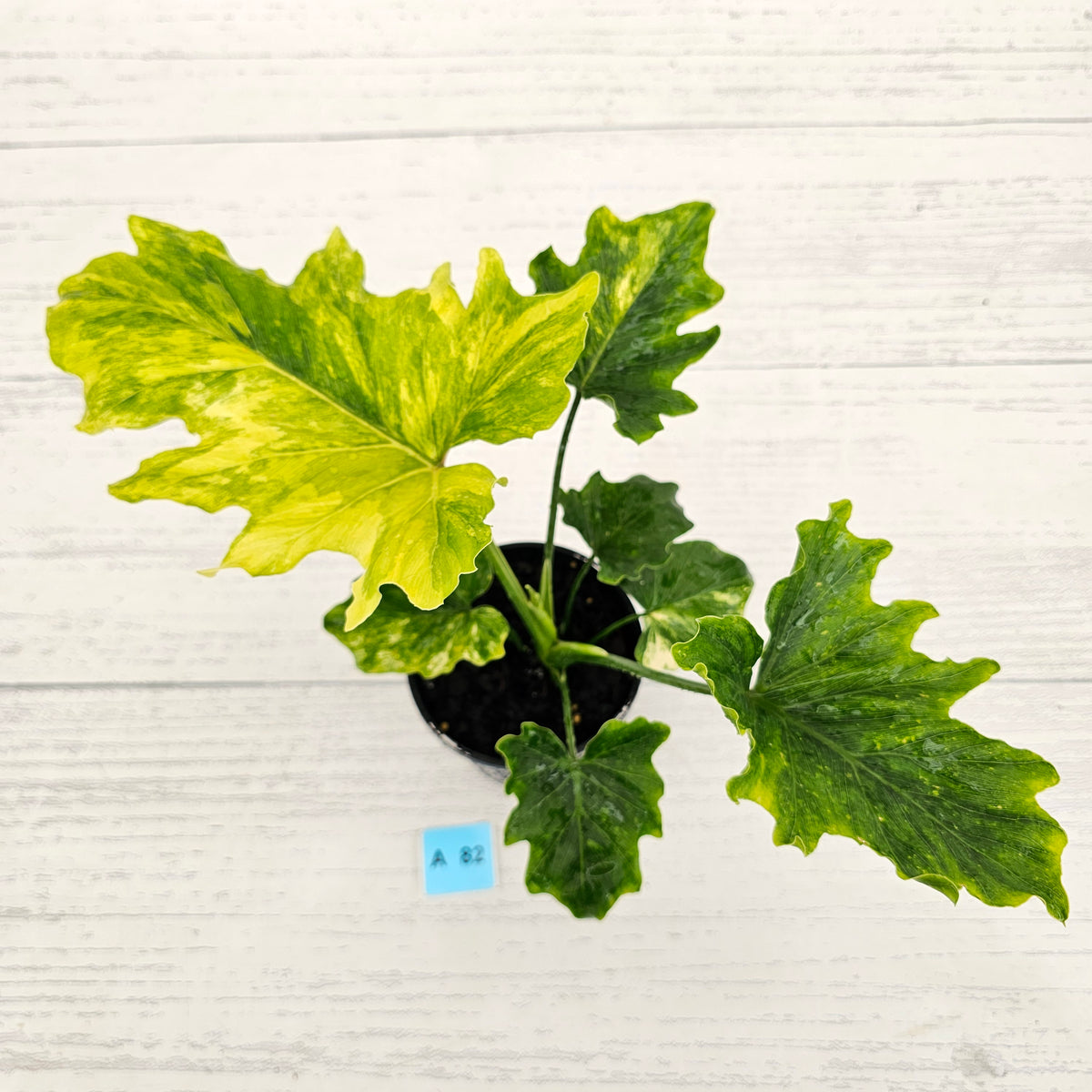 Philodendron bipinnatifidum variegata - SALE
