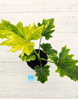 Philodendron bipinnatifidum variegata - SALE